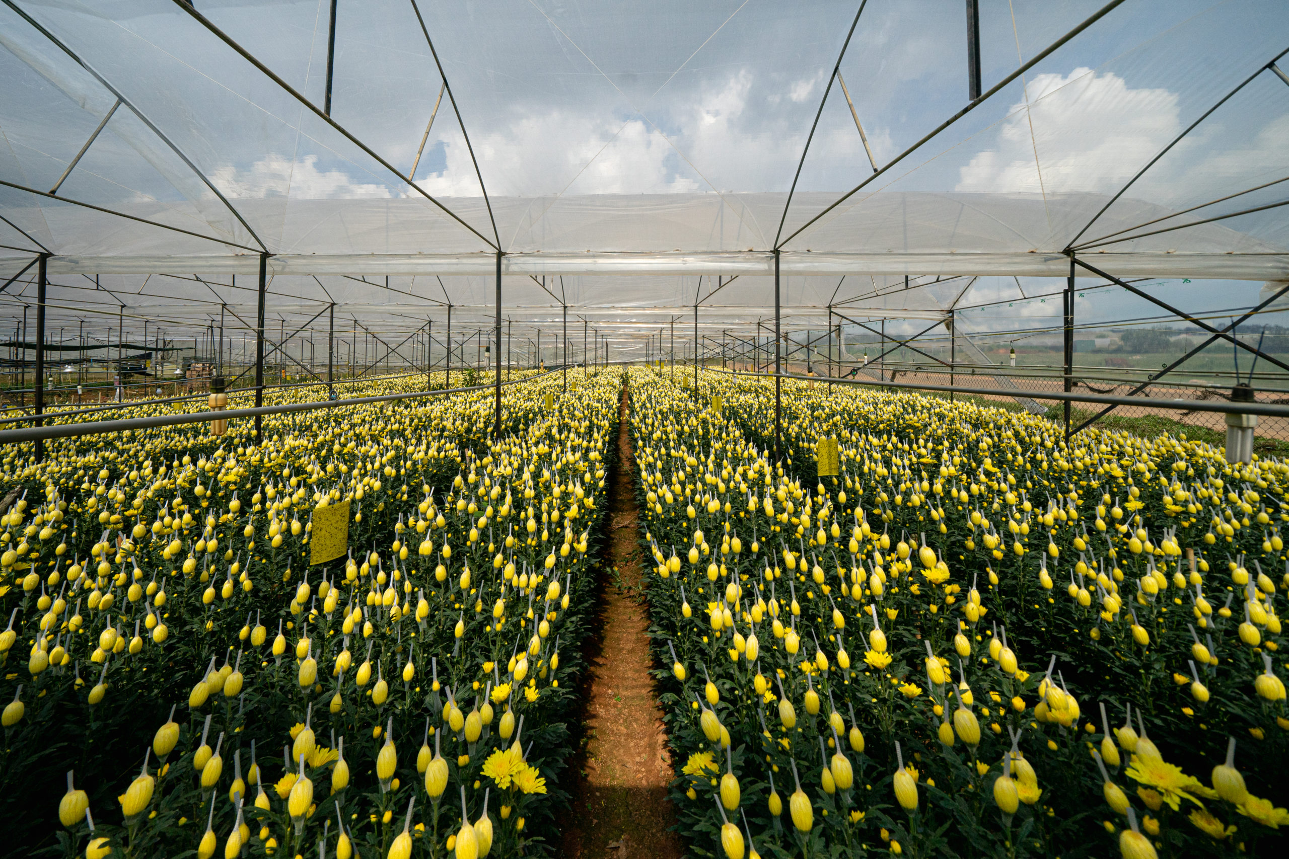 <p><span style="font-weight: 400;">In flower-filled greenhouses in Dalat, Vietnam, each bloom is wrapped in a plastic net to maintain its shape (Image: </span><a href="https://www.instagram.com/itscthinh/?hl=en"><span style="font-weight: 400;">Thinh Doan</span></a><span style="font-weight: 400;">)</span></p>