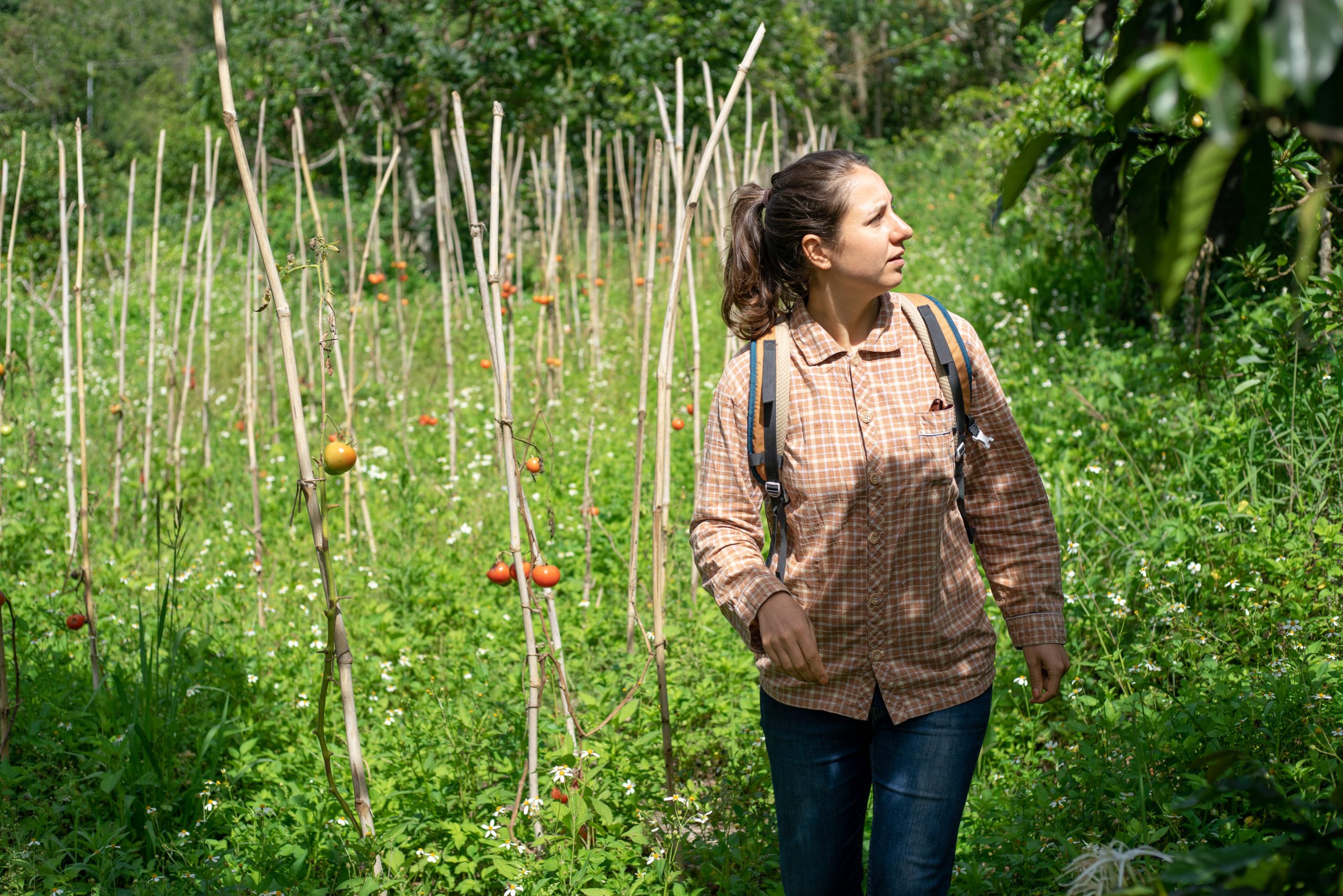 woman walking near tomato plants