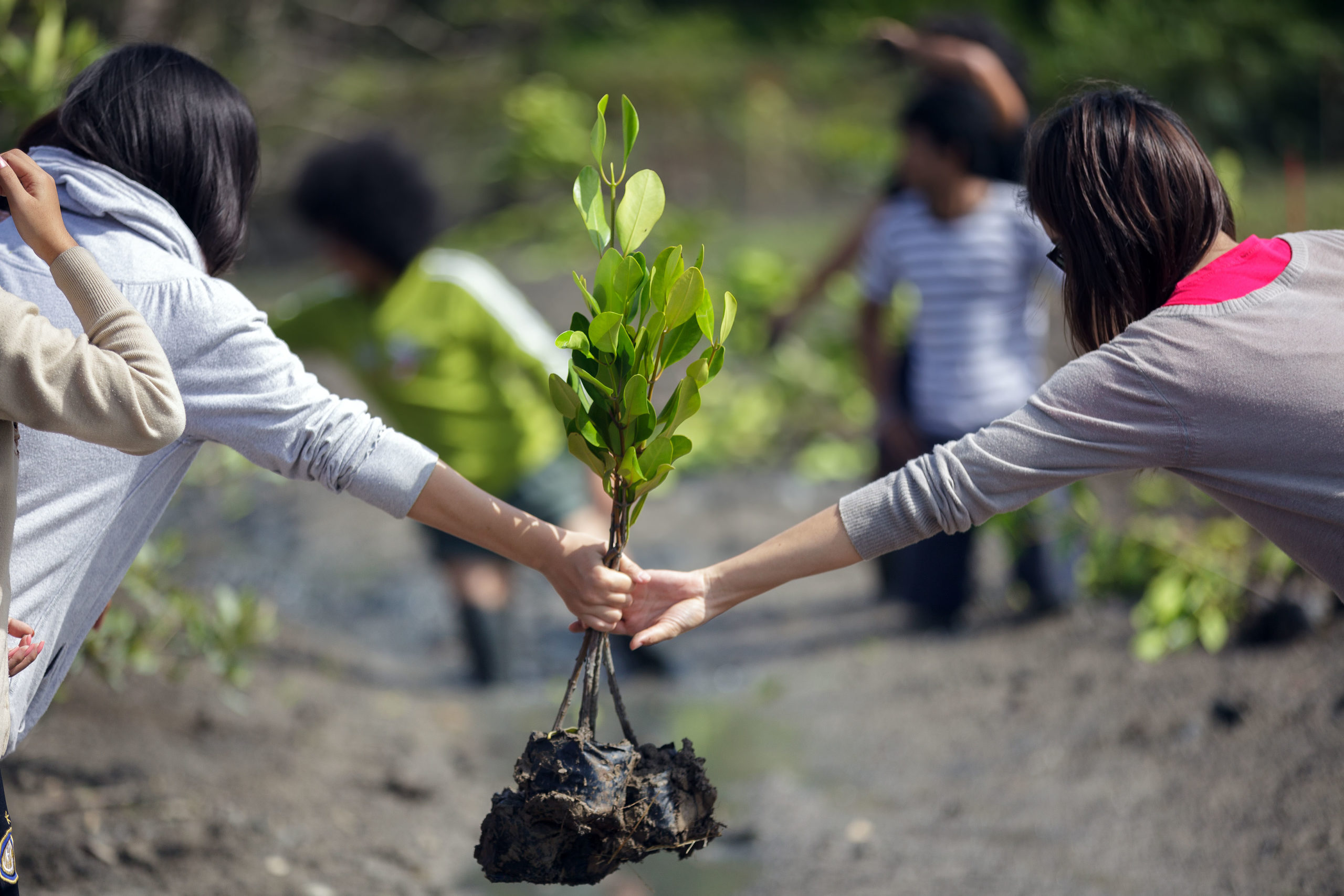 A tree planting programme in Thailand