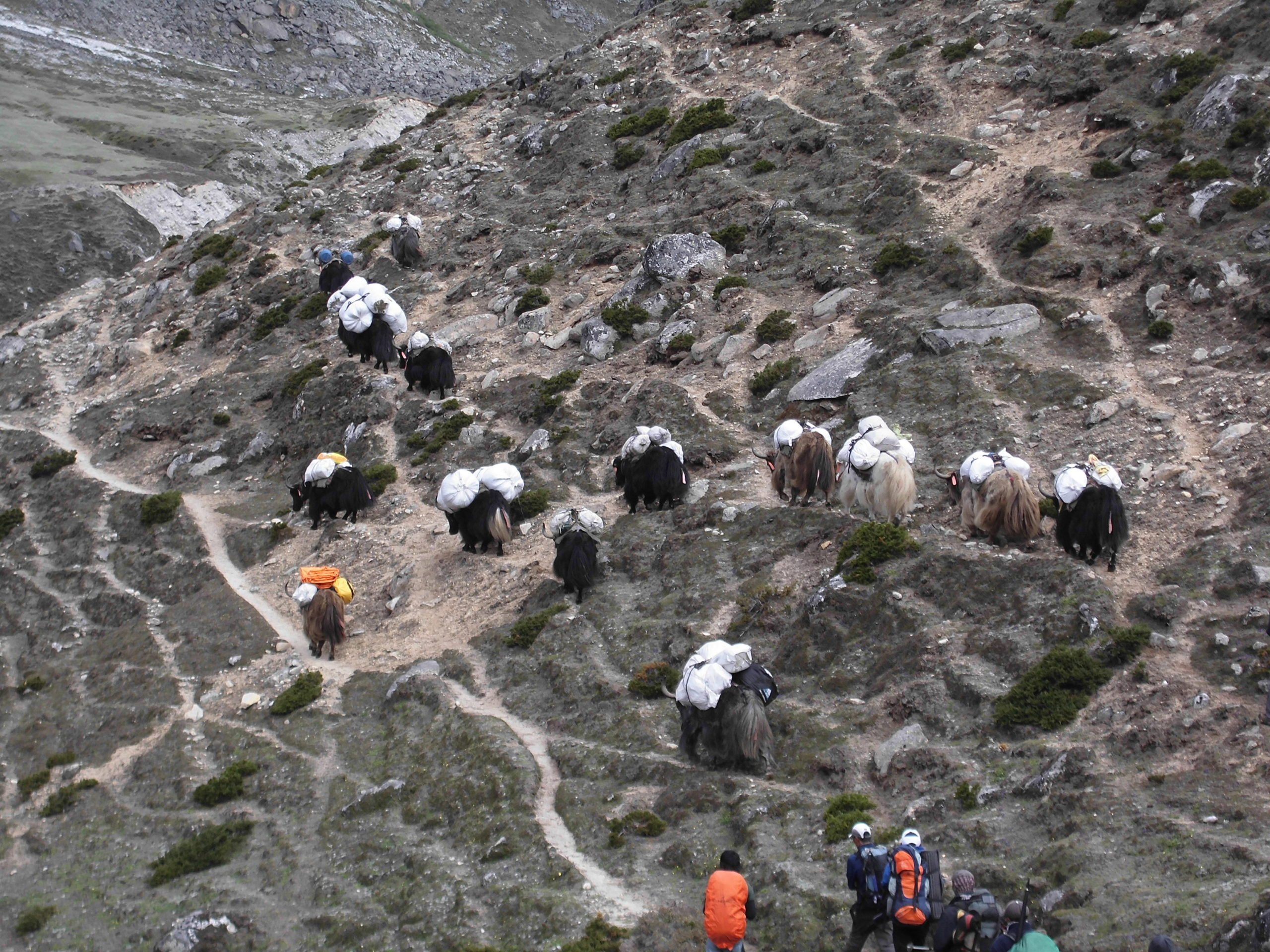 Yaks and porters in the Nepal Himalayas