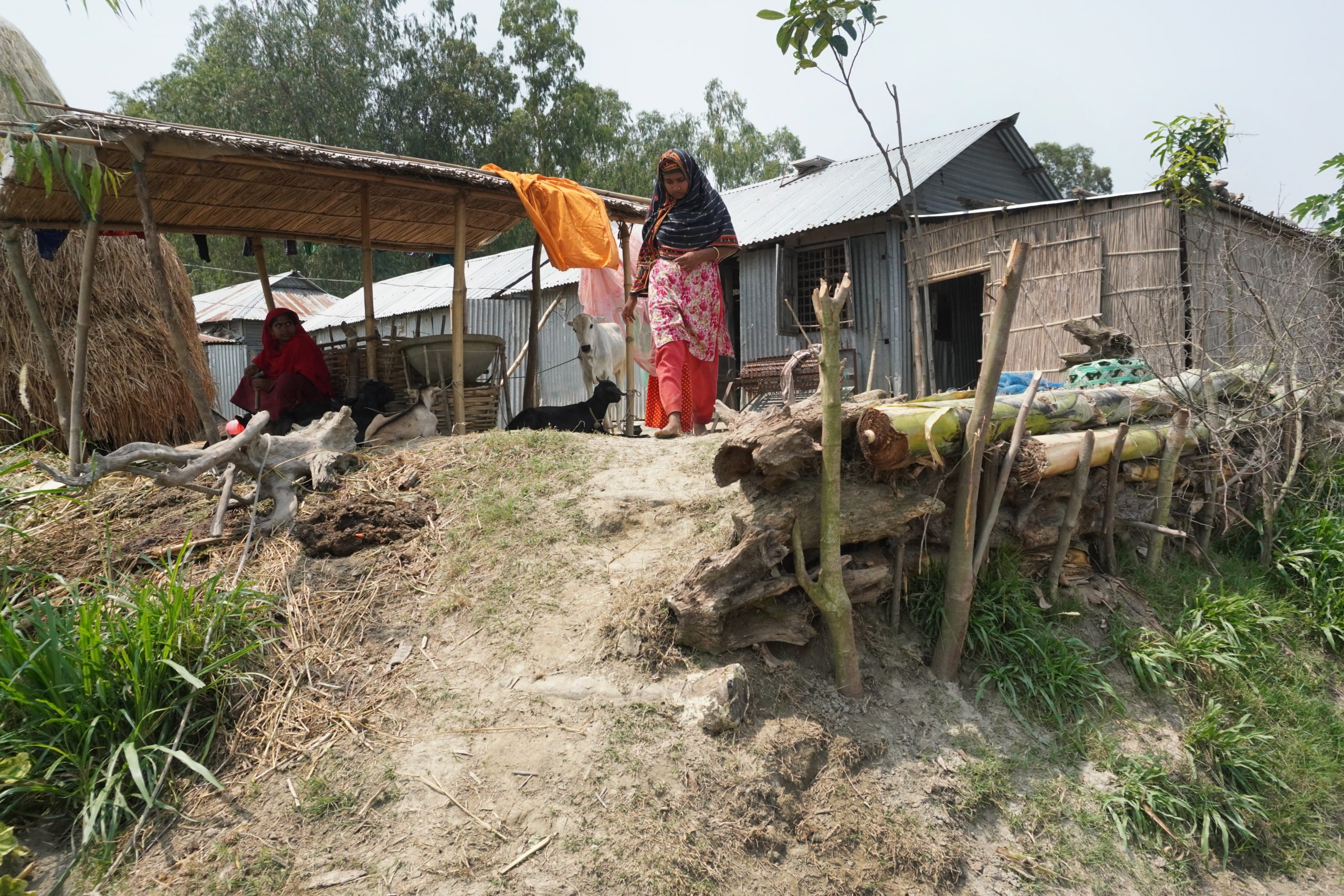Before building their homes, char residents raise the earthen foundations as high as they can afford to in an effort to keep their homes safe during floods – Char Shubhagacha, Jamalpur (Photo: Mohammad Abdus Salam/The Third Pole)