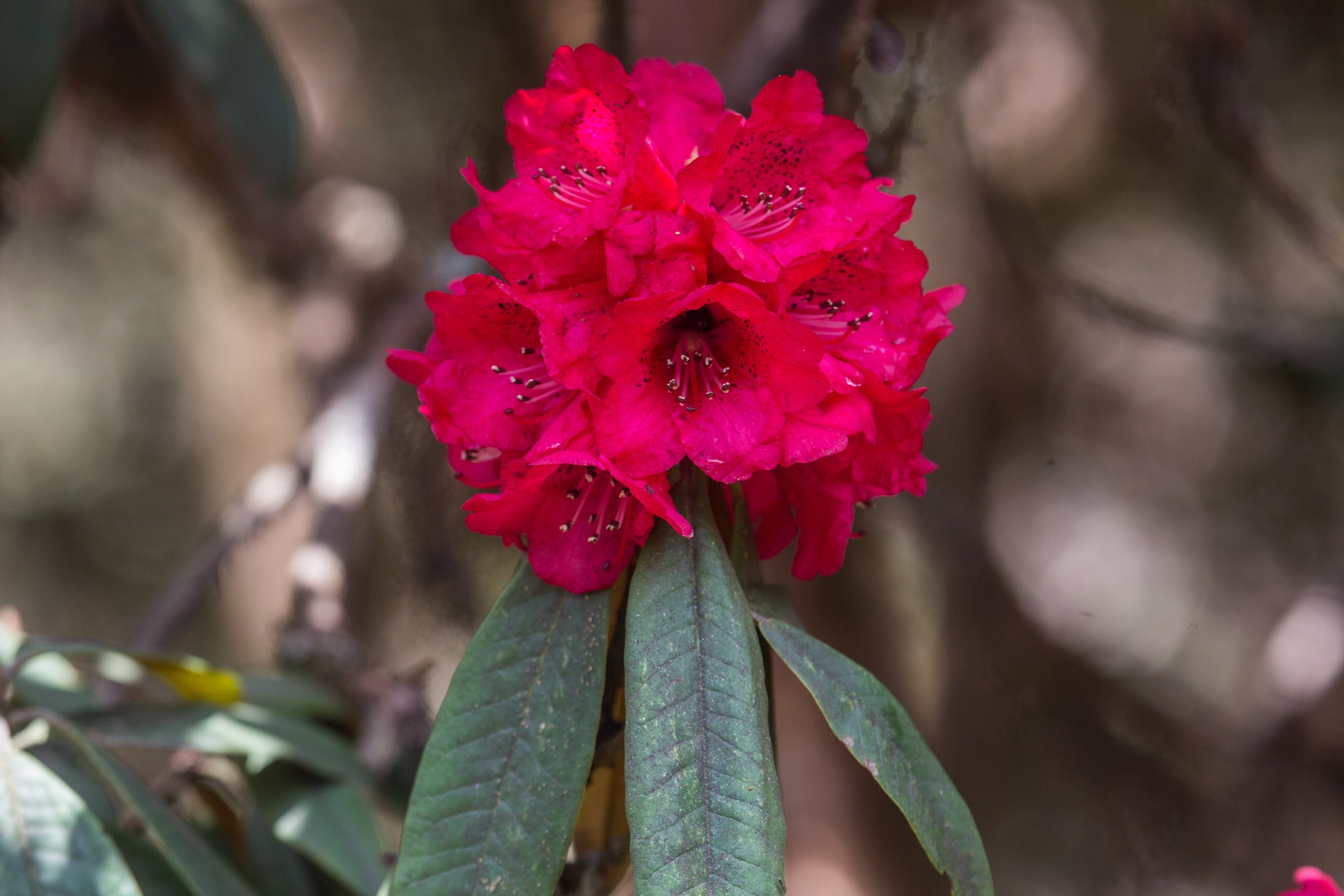 A rhododendron, the national flower of Nepal, in the Tinjure-Milke-Jaljale Rhododendron Conservation Area 
