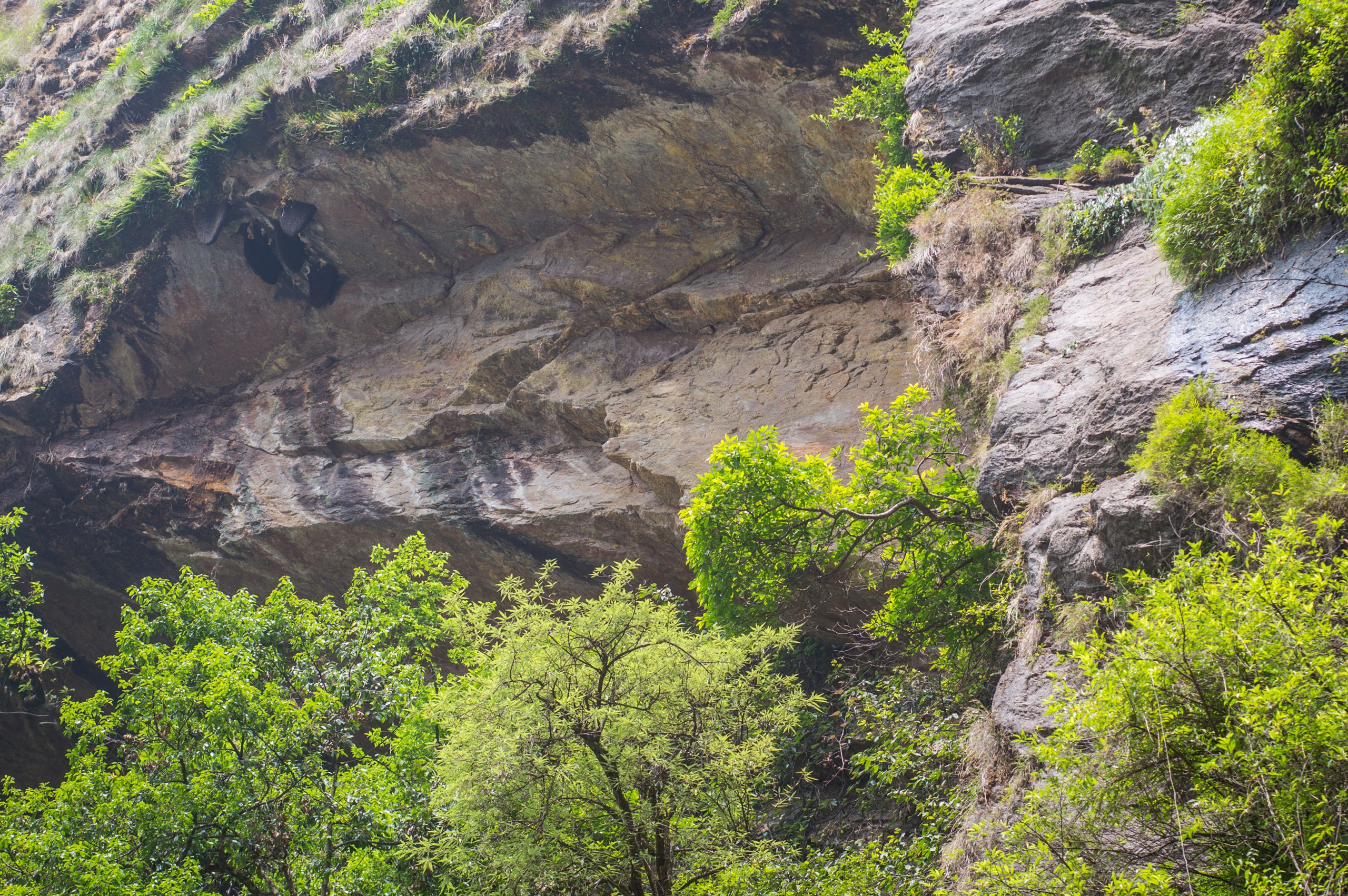 Five Himalayan giant honeybee nests (top left) tucked under an overhang in the Nyadi River gorge, central Nepal