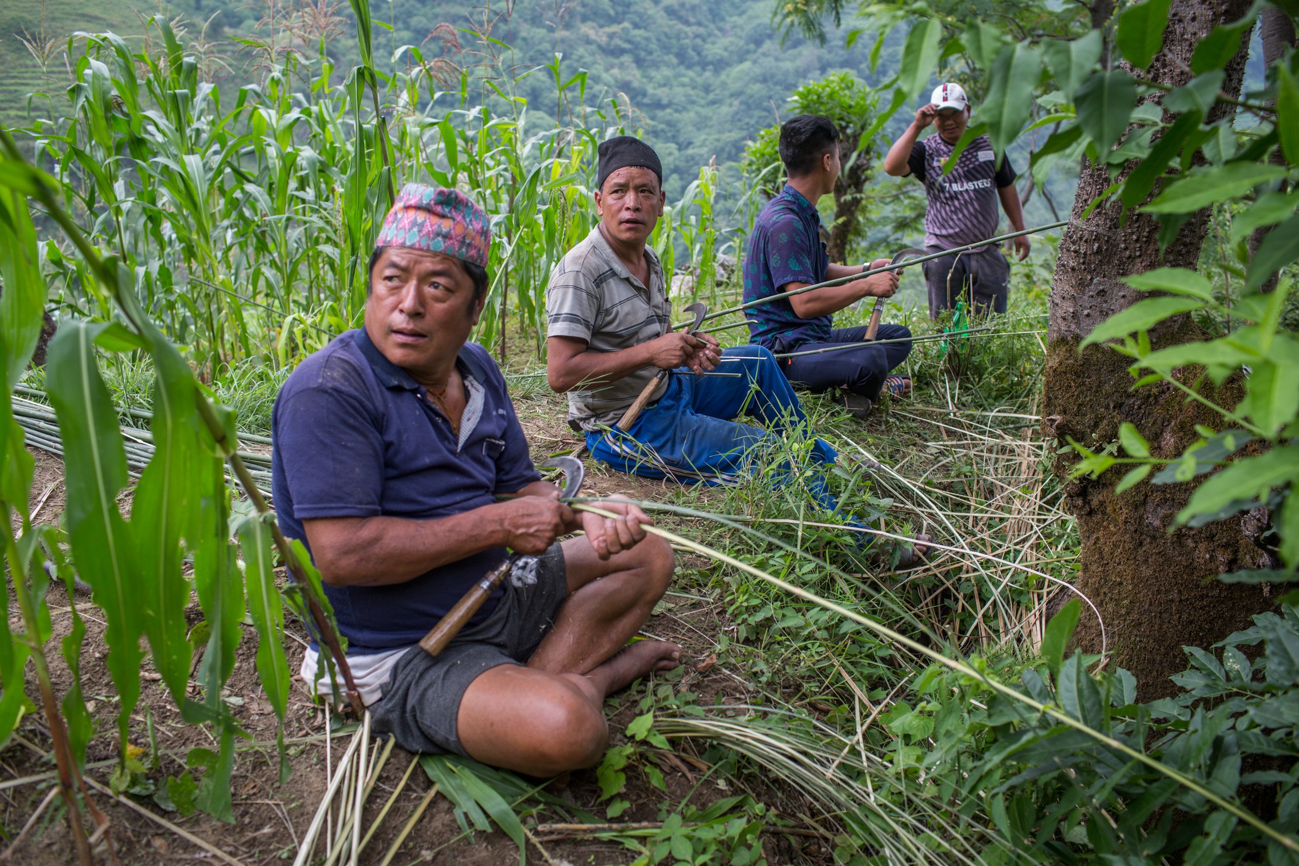 Ganga (second from left) and his fellow Naiche villagers cut wild bamboo into thin strips, which they will use to make the ladder needed for the honey hunt 