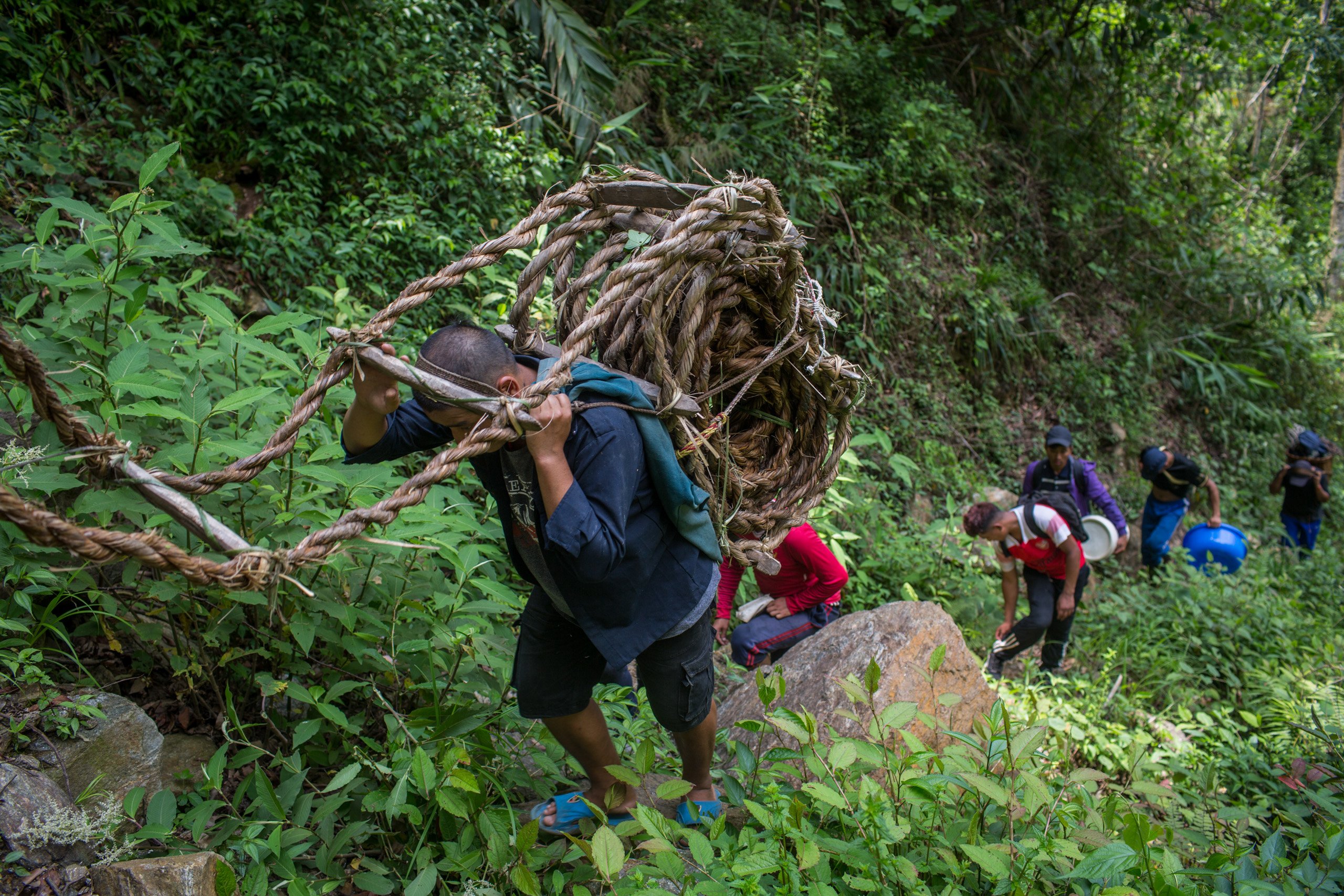 The hunters climb towards the Kamcho cliff, about an hour’s walk from Naiche village, carrying their bamboo rope ladder 