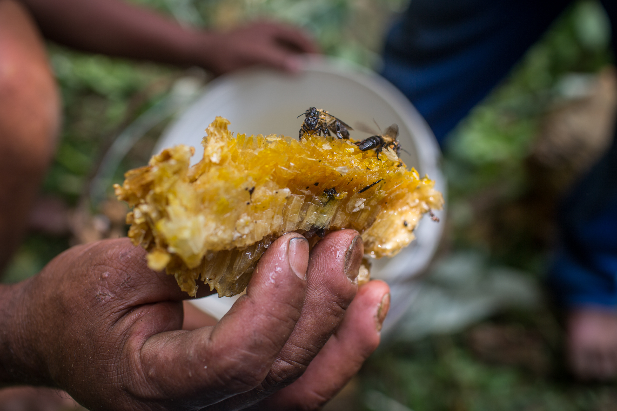 One of the members of the honey hunting group holds up a piece of dry honeycomb. Normally this would be dripping with honey.
