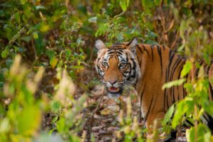 a wild bengal tiger