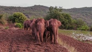<p>Last summer a group of wild Asian elephants unexpectedly migrated over 500km from a nature reserve in Yunnan all the way to the capital of Kunming (Image: Alamy)</p>