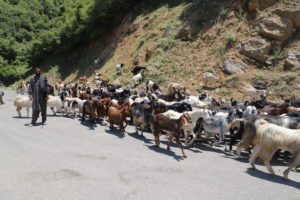 <p>As part of his daily routine to find grazing, a pastoralist walks with his flock of sheep and goats on the Old Banihal Cart Road in Kashmir (Image: Kaleem Geelani)</p>