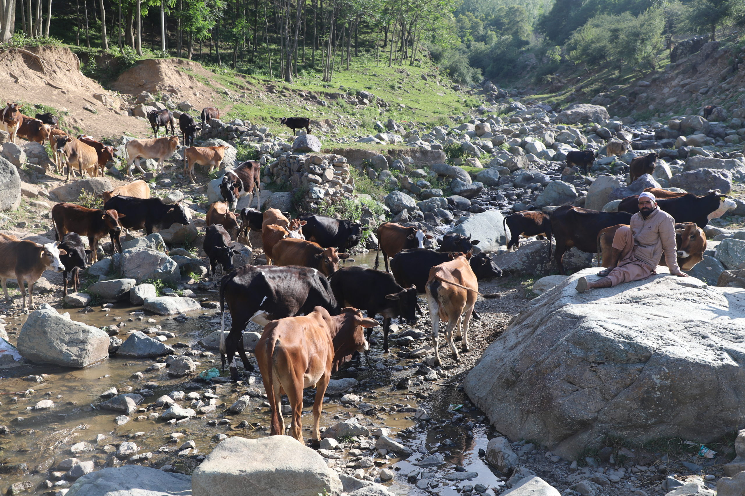 cattle in rocky stream looked over by man sitting on large rock