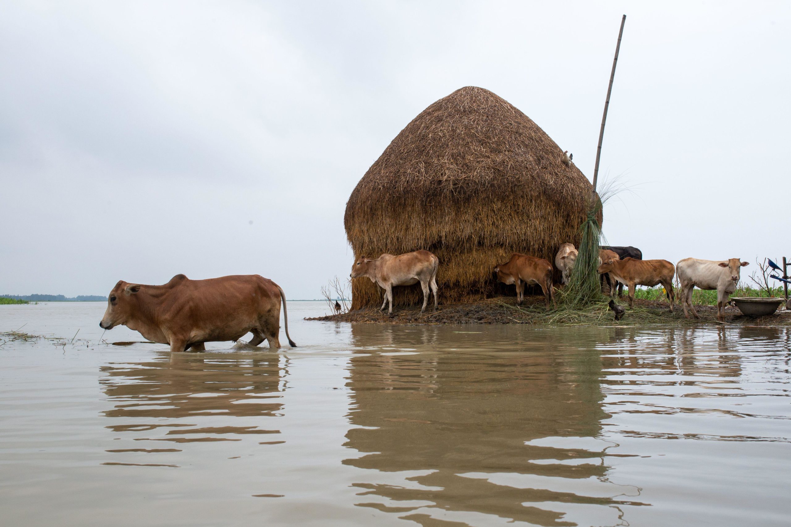 group of cattle in flooded area