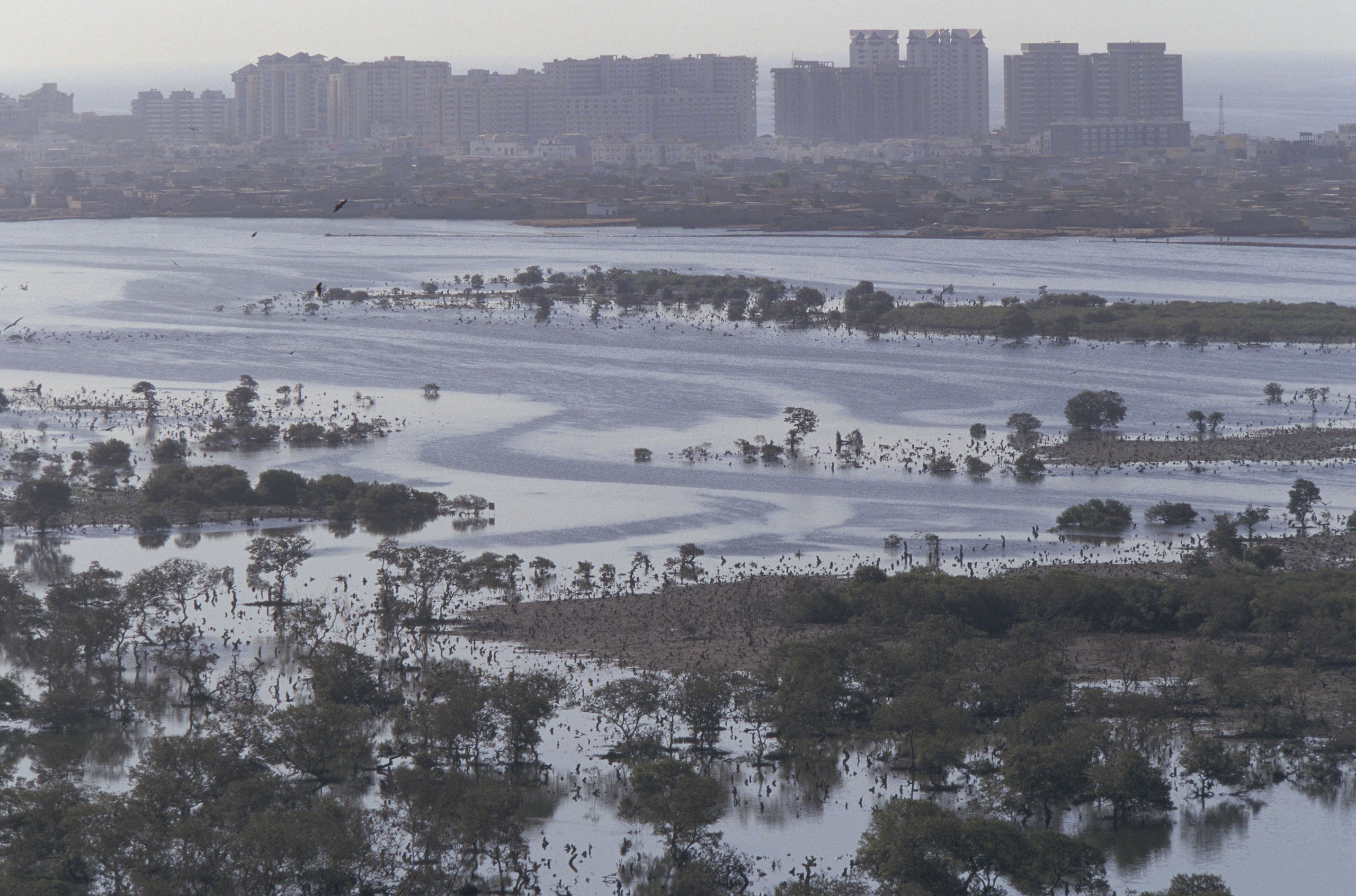 Mangrove swamps on the edge of Karachi in 1997