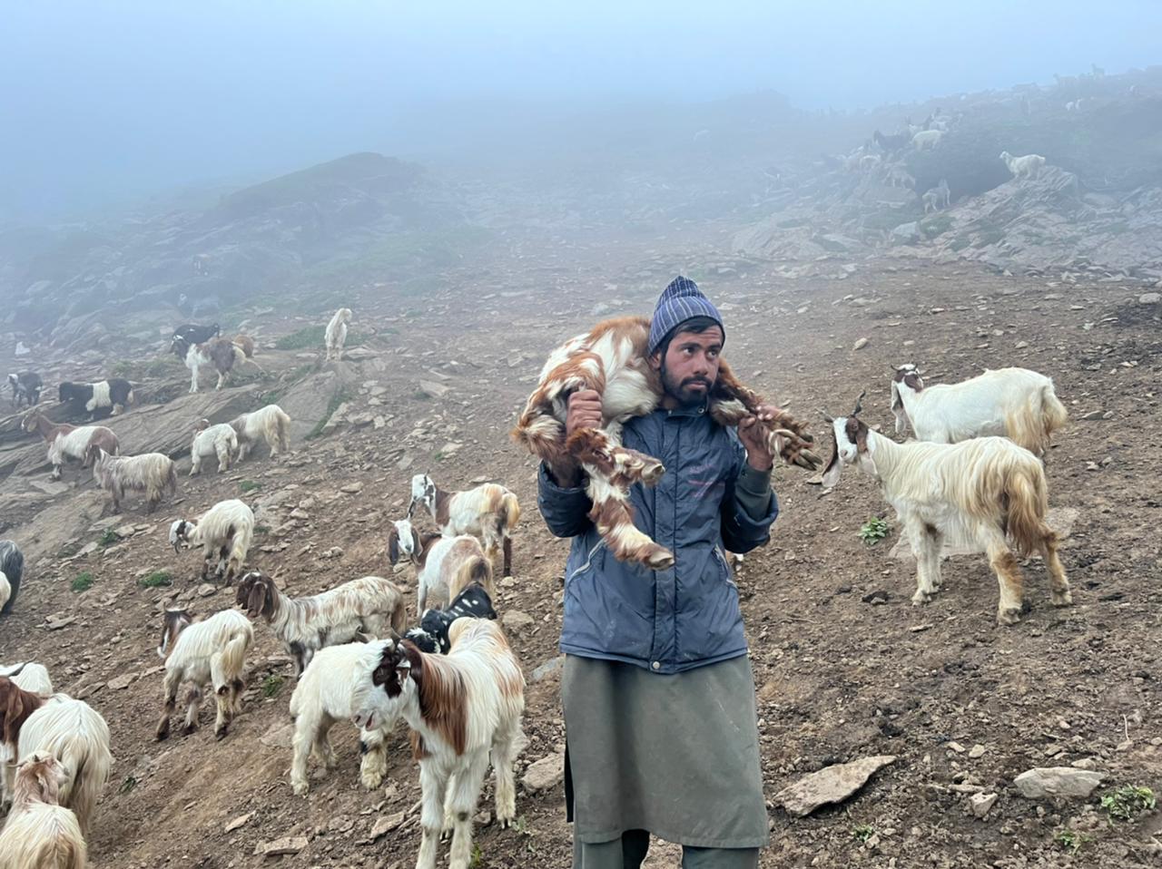 Pastoralist in Kashmir carries a goat over his shoulder after erratic snowfall
