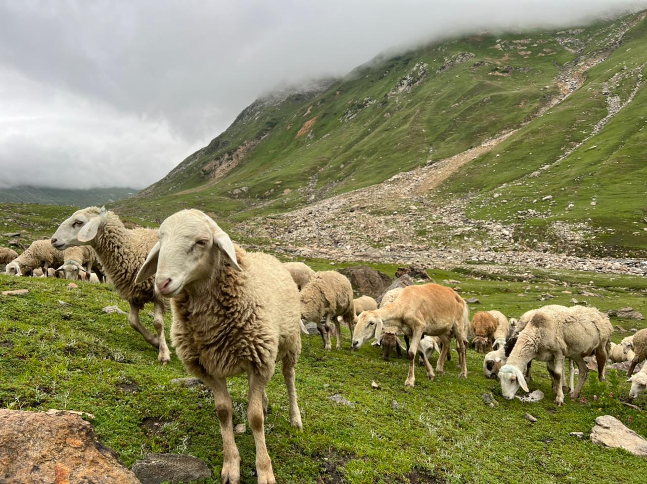 Sheep grazing at Rati Gali in Kashmir’s Neelum Valley (Image: Sajid Mir)