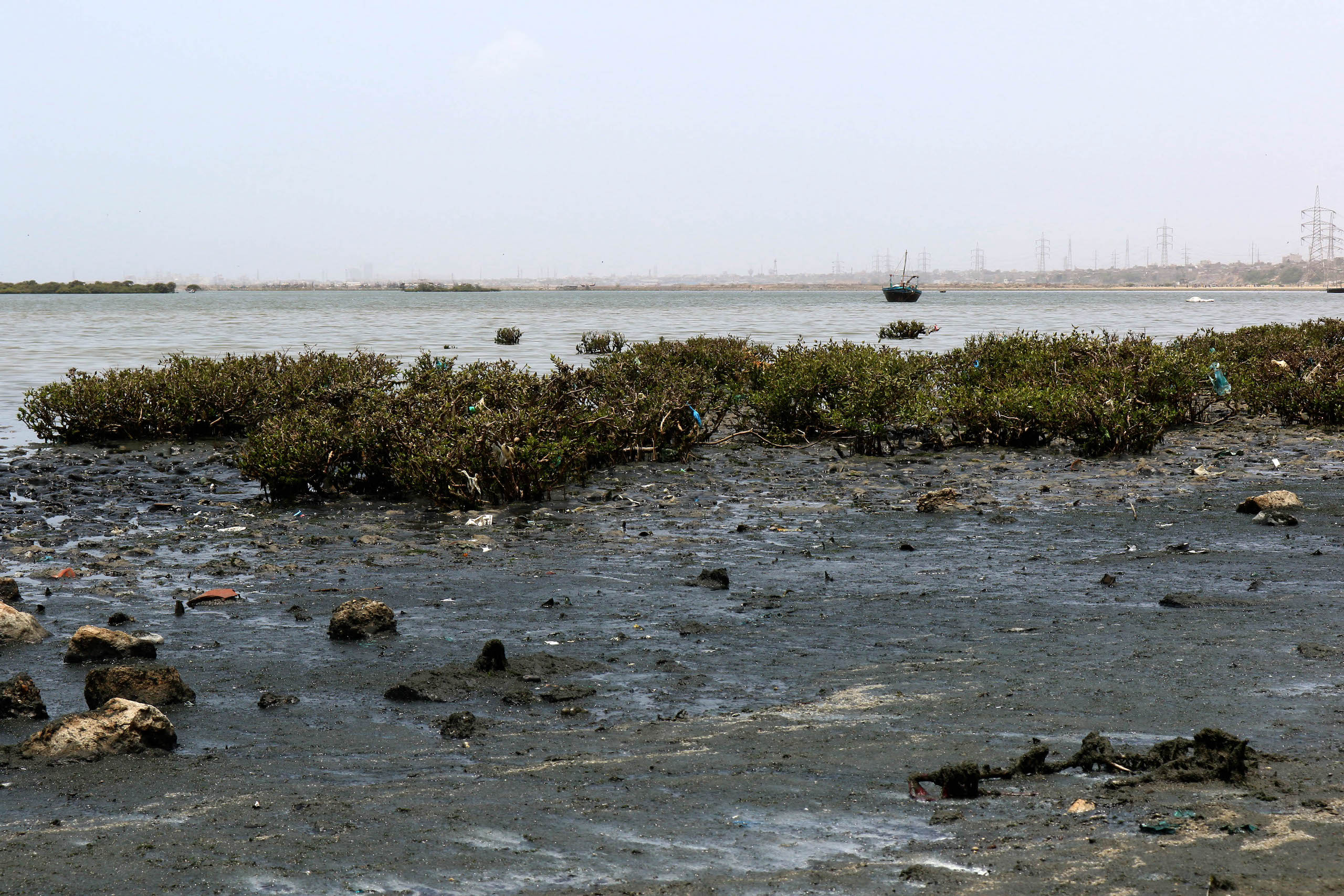 pieces of plastic and other pollutants floating in the water next to mangroves on the Karachi coastline