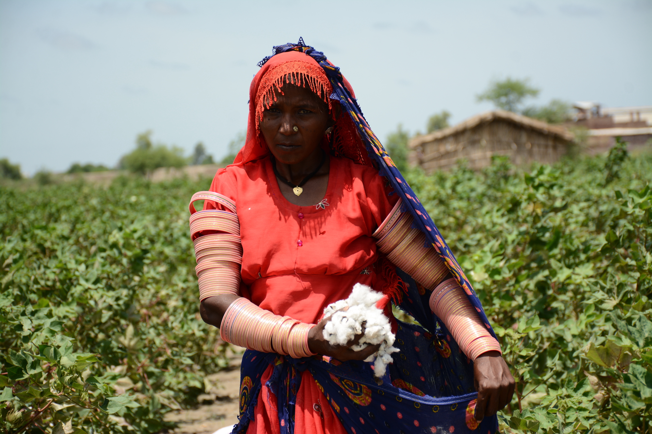 A woman dressed in red holding a handful of cotton on a farm in Sindh, Pakistan