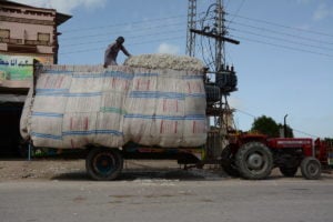 Sindh agriculture: raw cotton being loaded onto a truck in Pakistan's Sindh province