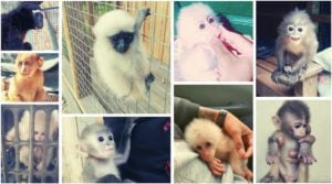 Collage of screen captures of social media posts of wild monkeys advertised as pets