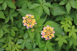 Brightly coloured flower Lantana camara, an invasive plant native to Mexico, growing in Nepal