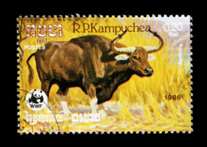 <p>A postage stamp from Cambodia depicting the country’s national mammal. The kouprey, a species of wild cattle, has not been seen for more than 50 years. (Image: Alamy)</p>
