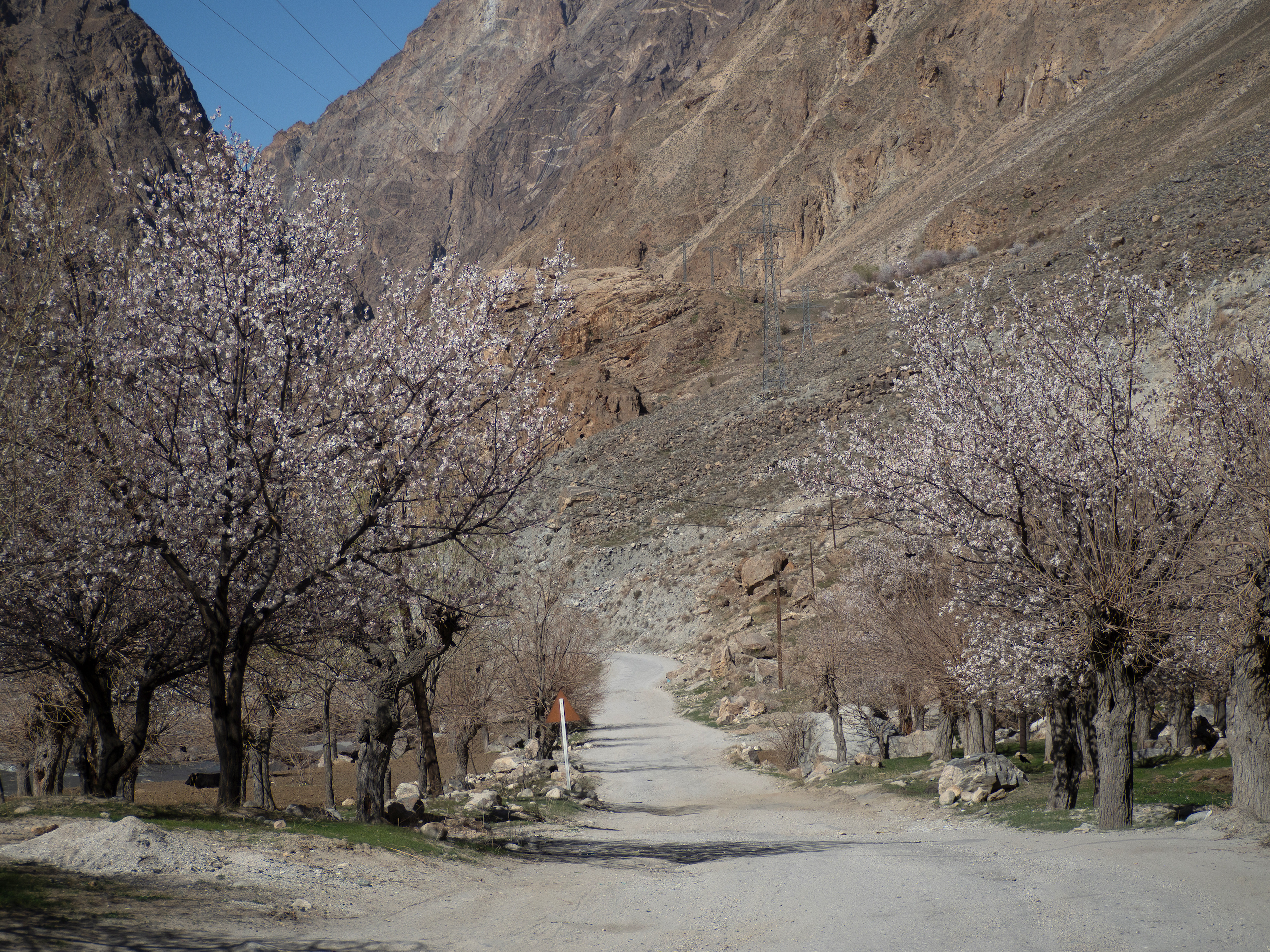 The Pamir Highway, flanked by flowering cherry trees in April 2022, as it passes through a village in Rushan district, Tajikistan 