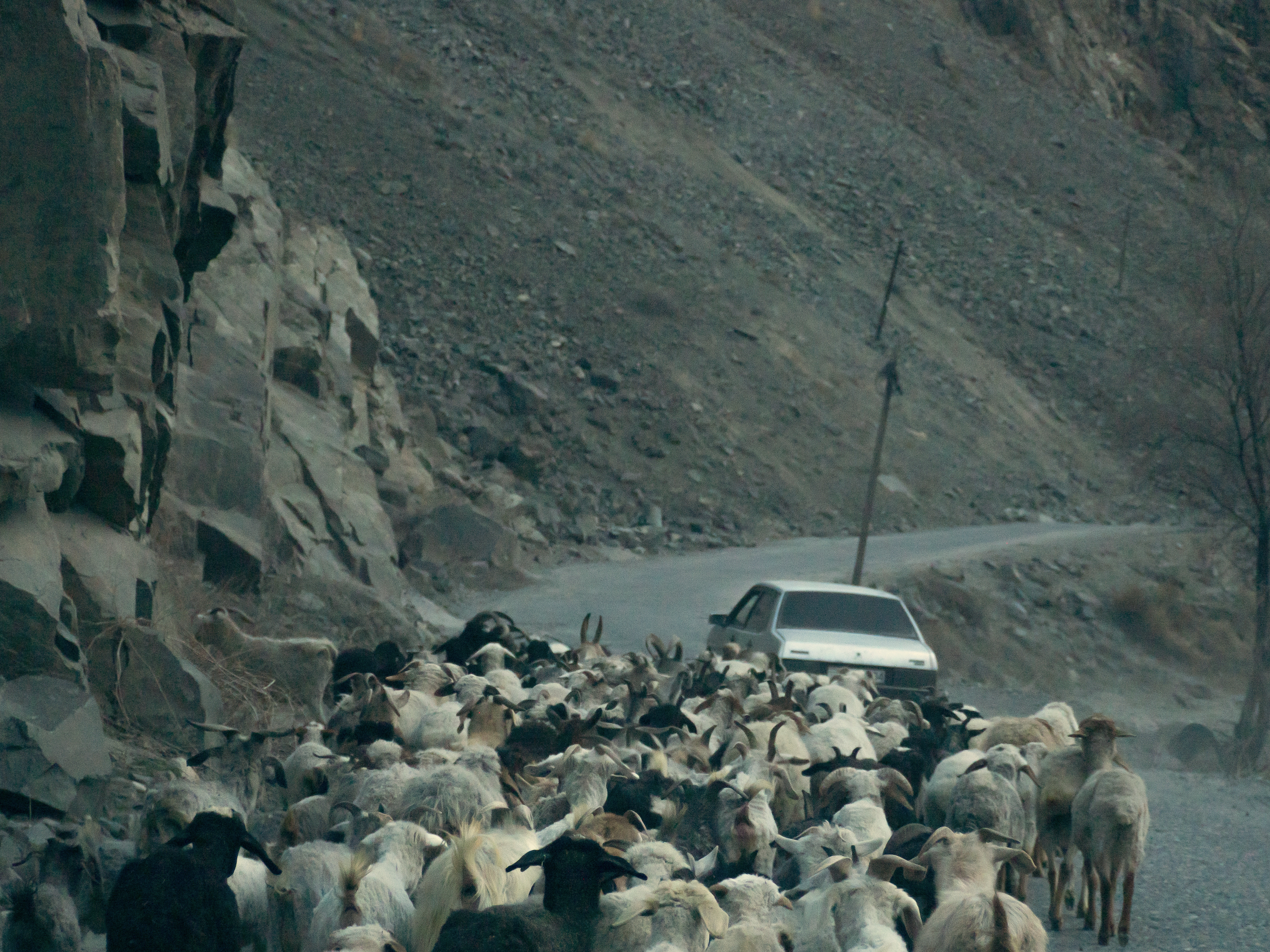 Goats being herded along the Pamir Highway in Vanj district i