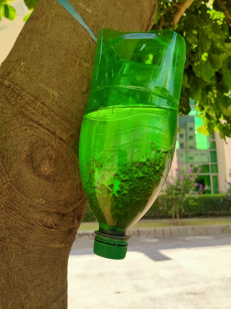 Mosquito larvae in a water-filled bottle in a tree