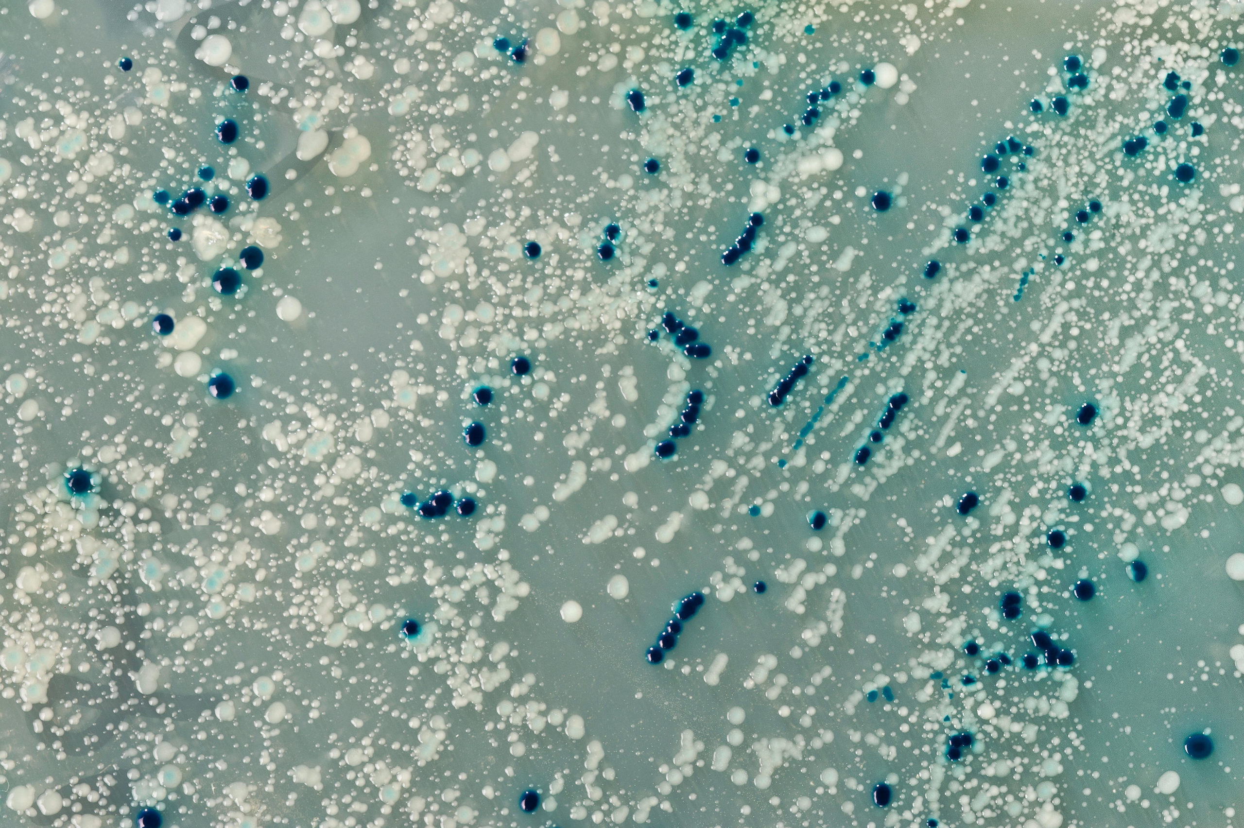 <p>Bacterial colonies growing on a petri dish (Image: Alamy)</p>
