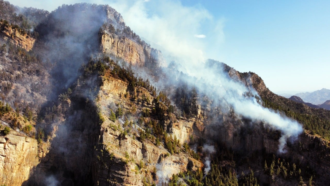 burning trees on mountain