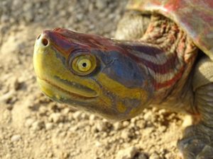 <p>The red-crowned roofed turtle is one of several South Asian species to receive greater international protection thanks to decisions made at the 19<sup>th</sup> CITES summit in Panama (Image: Nariman Vazifdar / Alamy)</p>