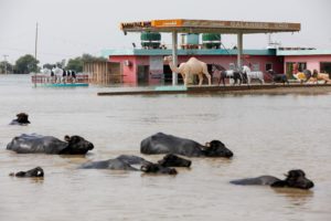 <p>Buffaloes swim past a flooded petrol pump on the Indus Highway in Sindh, Pakistan, in September 2022, following record-breaking monsoon flooding. Slow progress on action to curb greenhouse gases emissions and mitigate the impacts of climate change will spur more litigation against governments, lawyers warned last month. (Image: Akhtar Soomro / Alamy)</p>