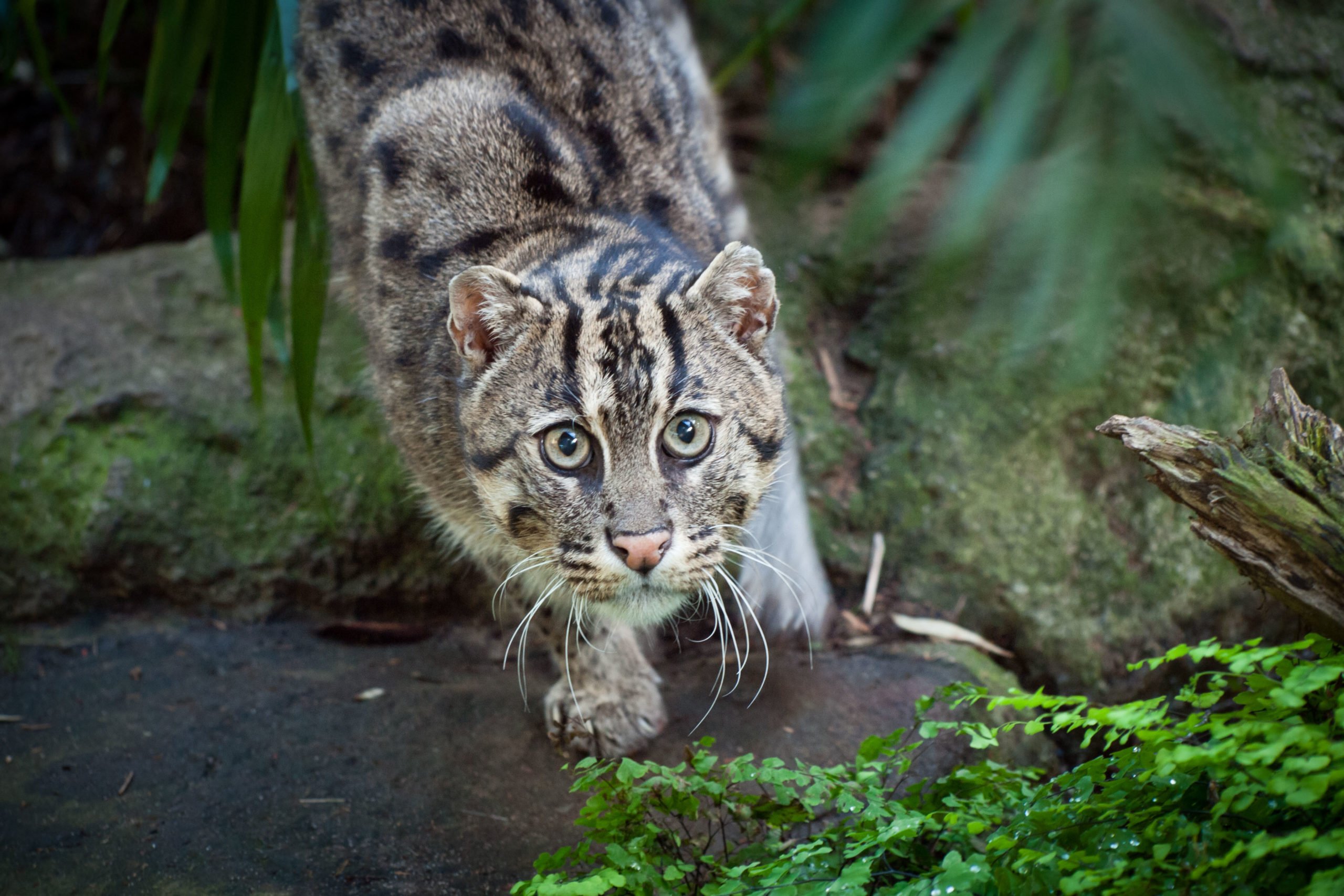 Fishing cat in troubled waters: conservation of Asia's wetland wild cat
