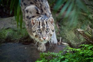 fishing cat in crouched posture stepping onto rock