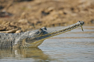 <p>The gharial, a fish-eating crocodilian native to the river systems of South Asia, is listed on CITES Appendix I, meaning it cannot be traded across borders (Image: Dinodia Photos / Alamy)</p>