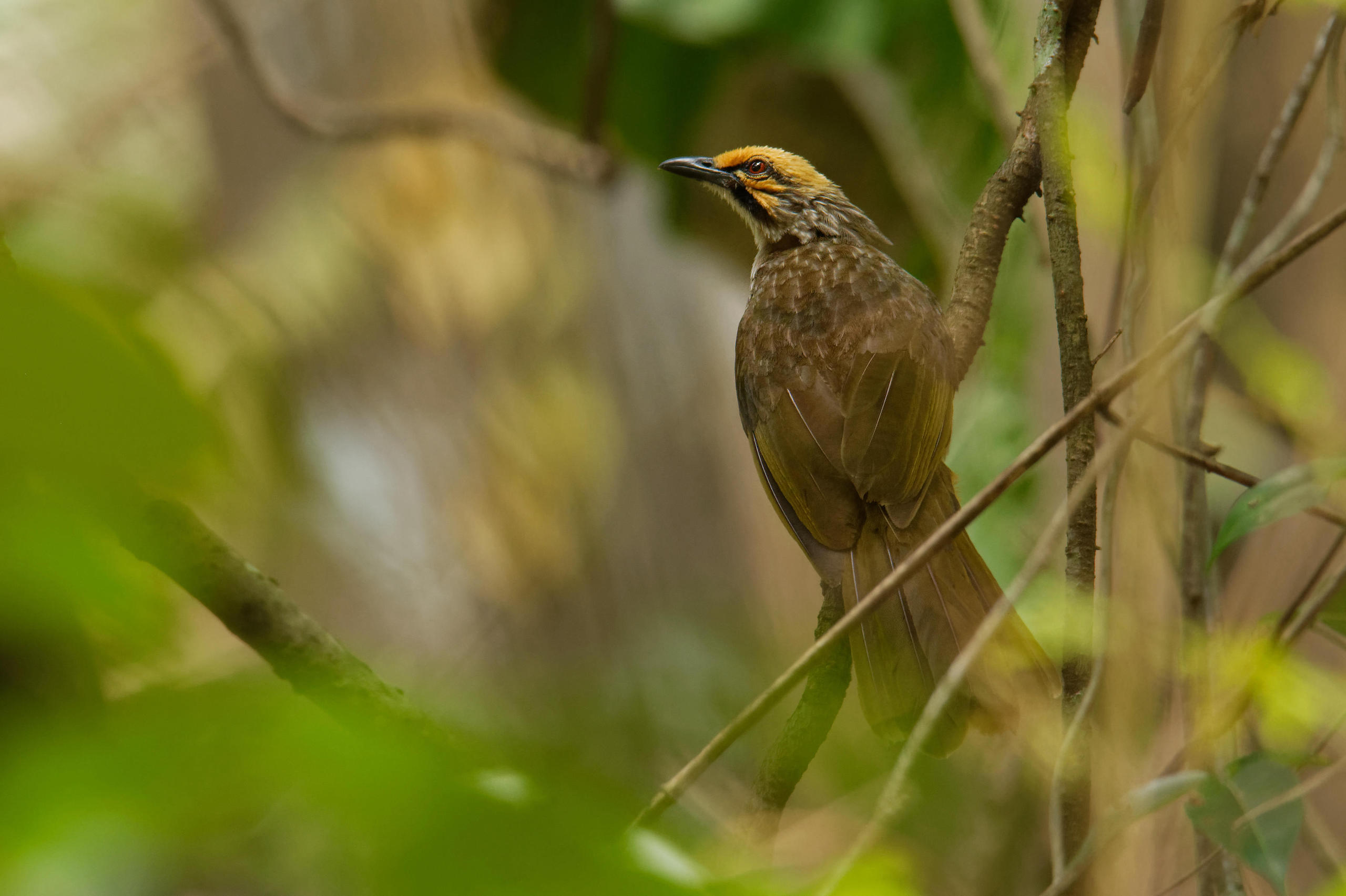The straw-headed bulbul is close to extinction in Indonesia