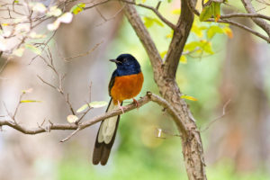 white-rumped shama, a songbird found in the wild from India to Indonesia