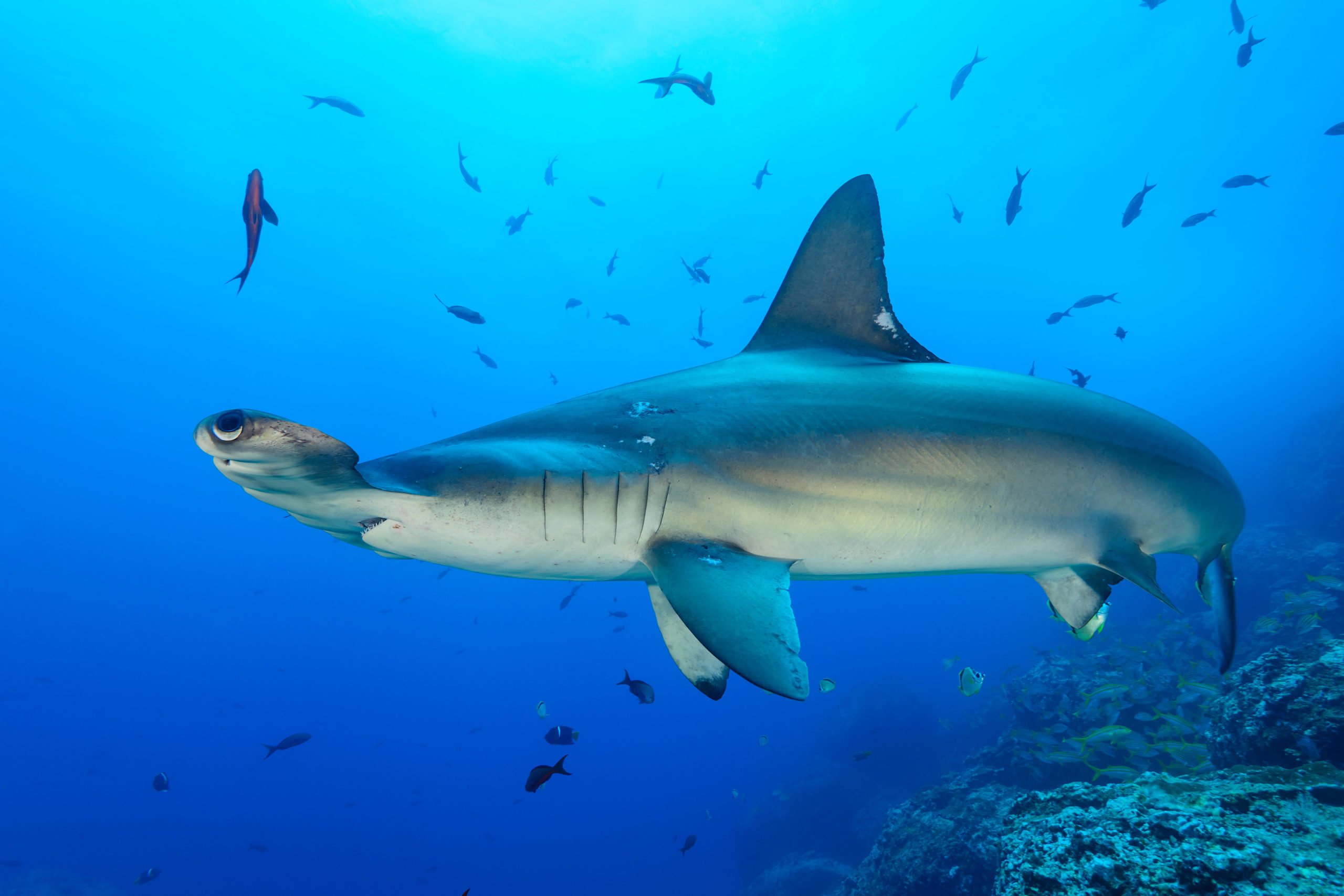 A scalloped hammerhead shark swimming