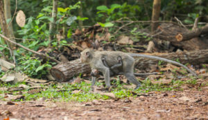 infant long-tailed macaque hanging from mother in forested area