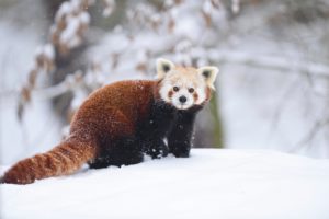 <p>A red panda, an endangered species native to the Himalayas (Image: Alamy)</p>