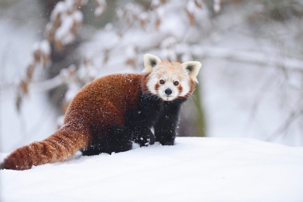 Red panda in snow
