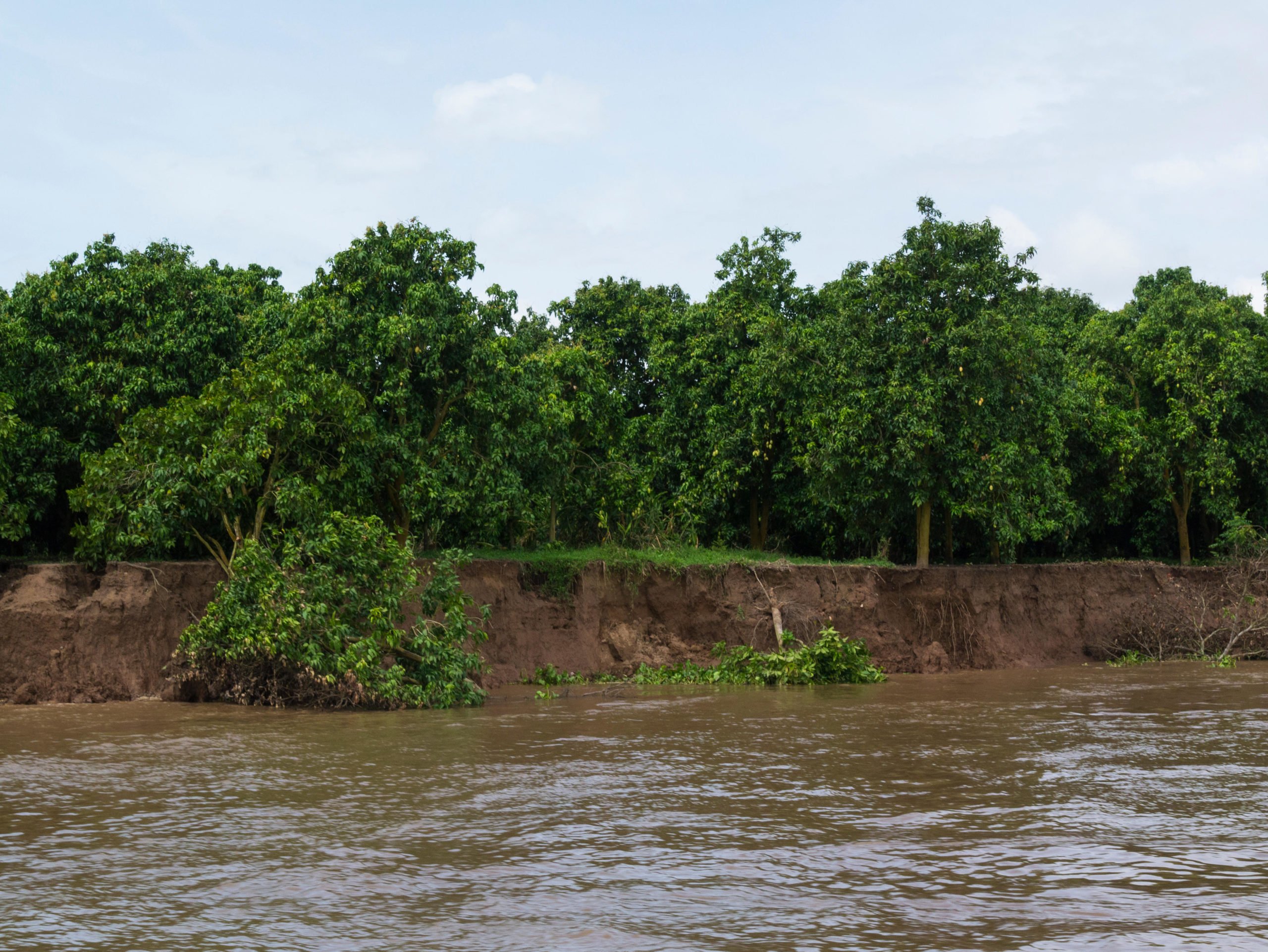 sand erosion on riverbank with fruit trees falling into the water
