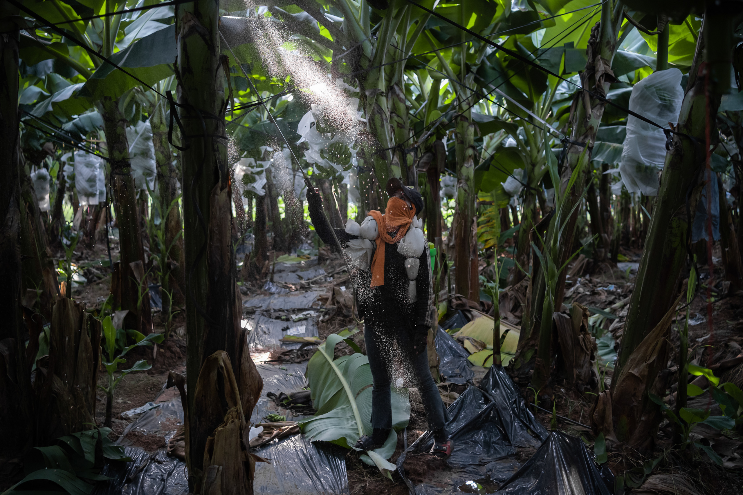 A worker sprays a mixture of fertiliser and pesticides on banana trees in Cambodia’s Kampot province