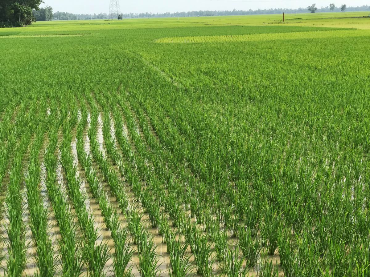 Paddy field in Bangladesh's Barind tract