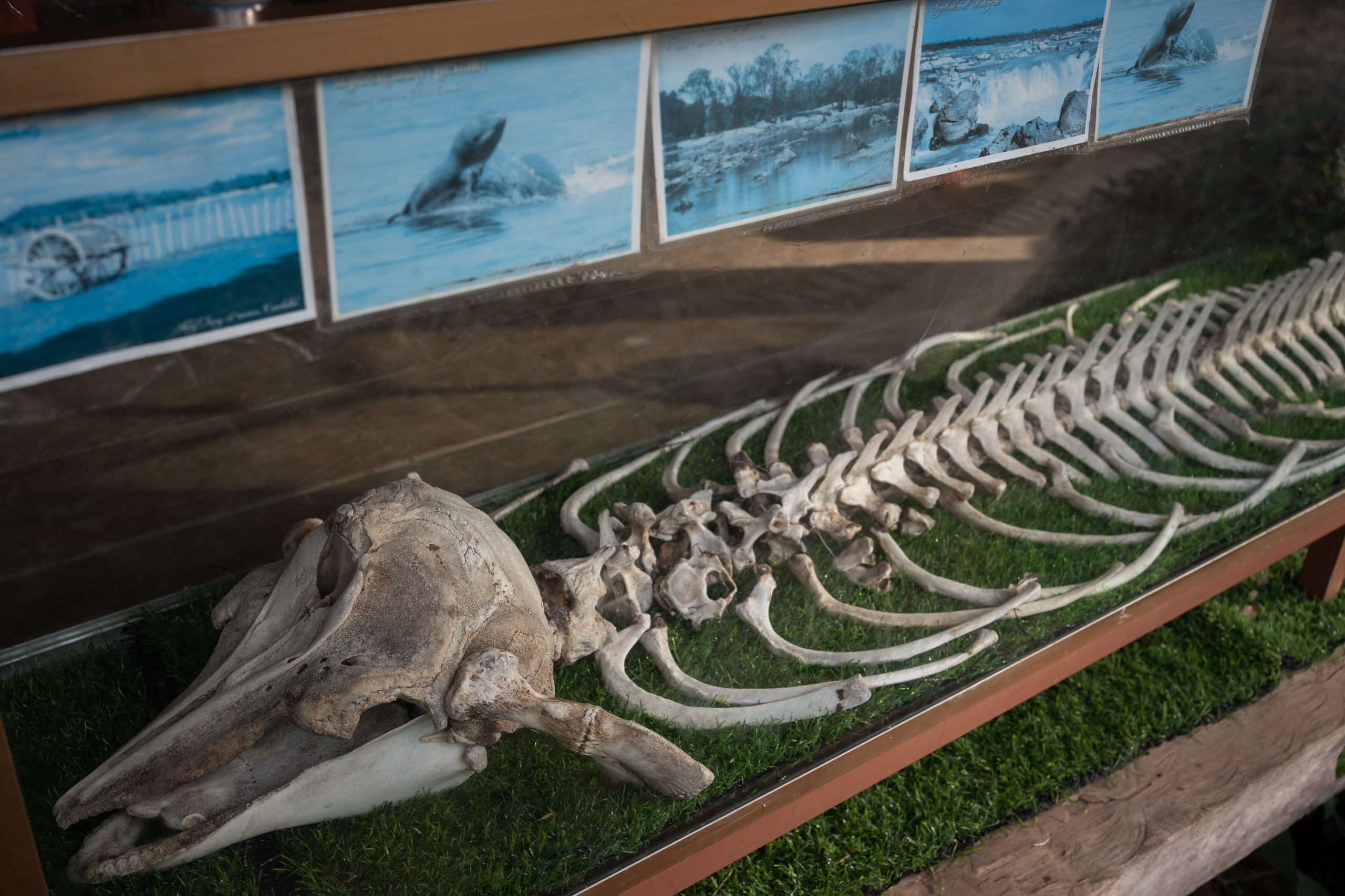 The skeleton of an Irrawaddy dolphin 