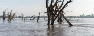 <p>Dead trees in the Mekong River in October 2022. This was previously a living section of the Stung Treng flooded forest, a protected area recognised as a Ramsar Wetland of International Importance. (Image: <a href="https://andyballmedia.com/" target="_blank" rel="noreferrer noopener">Andy Ball</a> / The Third Pole)</p>