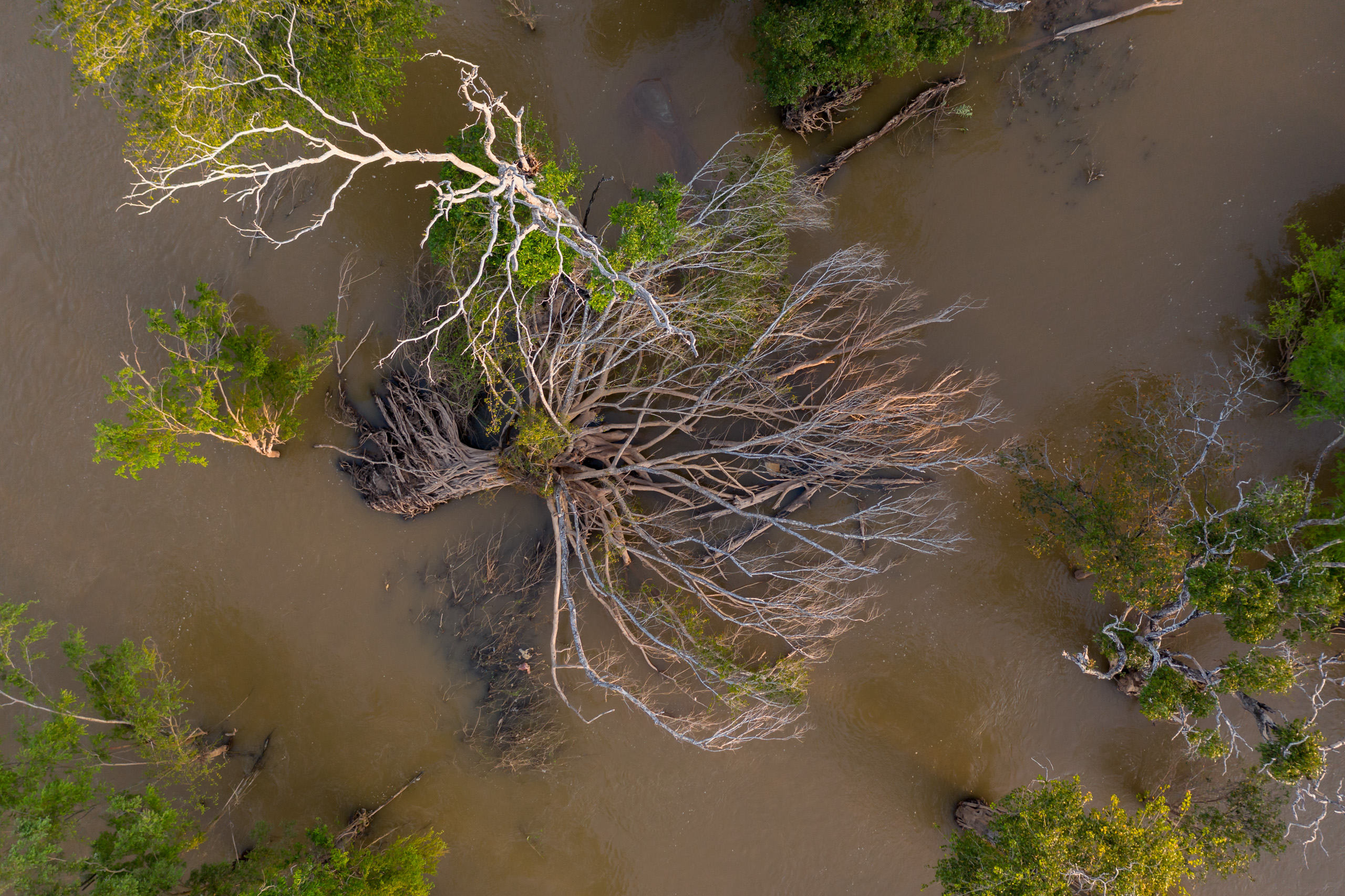 A dead tree in the Stung Treng flooded forest