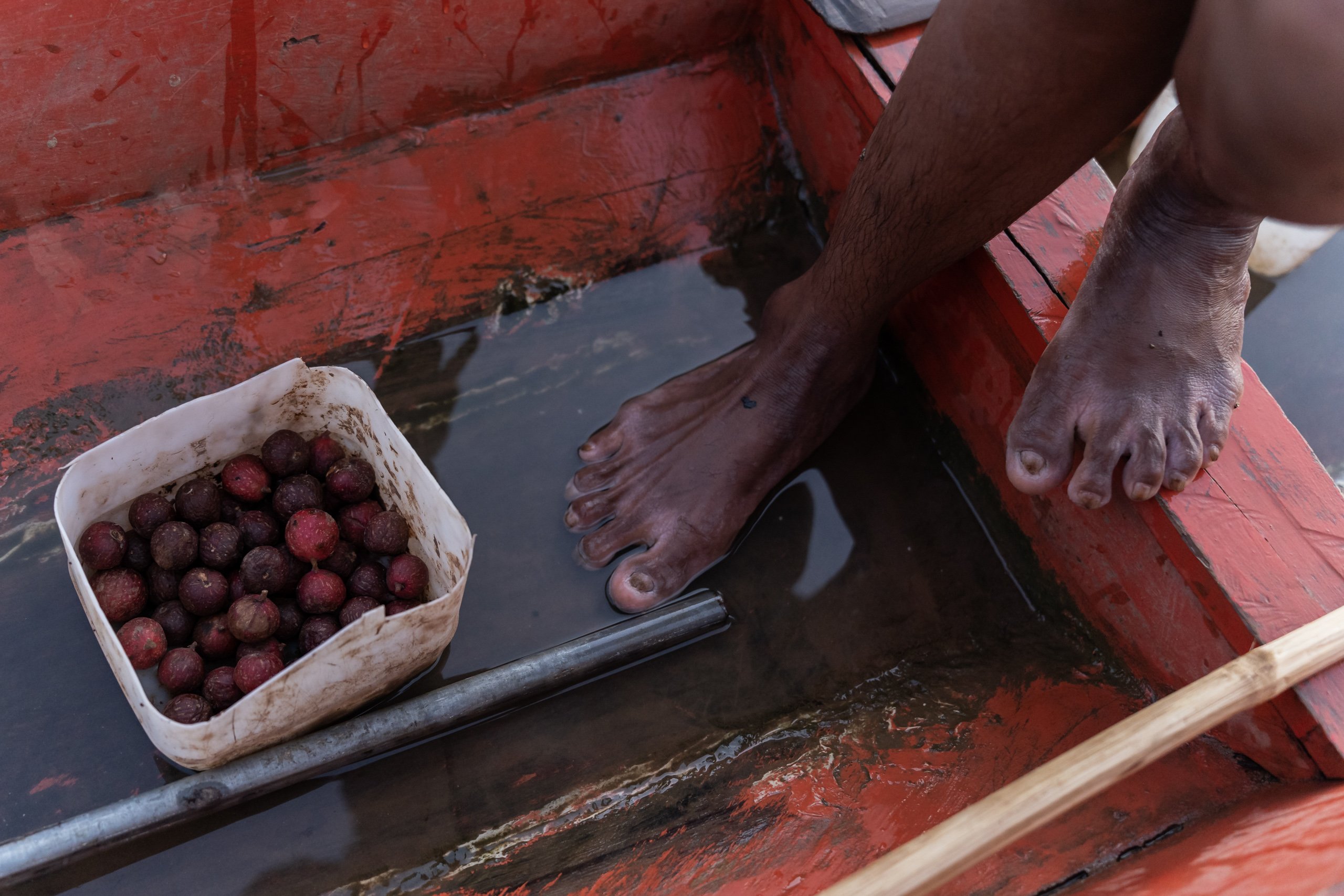 Local fishers gather fruit from the trees of the flooded fruit 