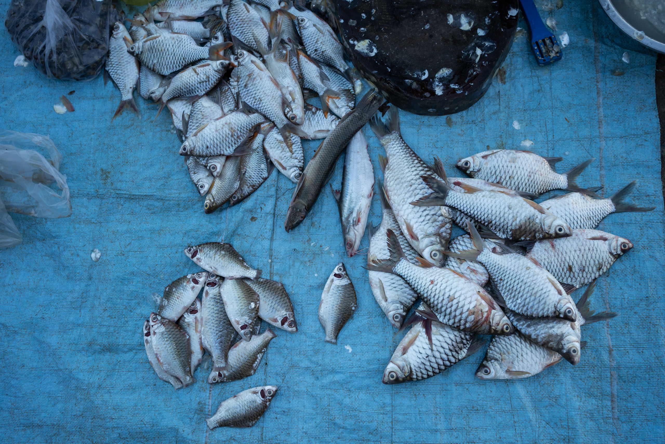 Carp for sale in Stung Treng town