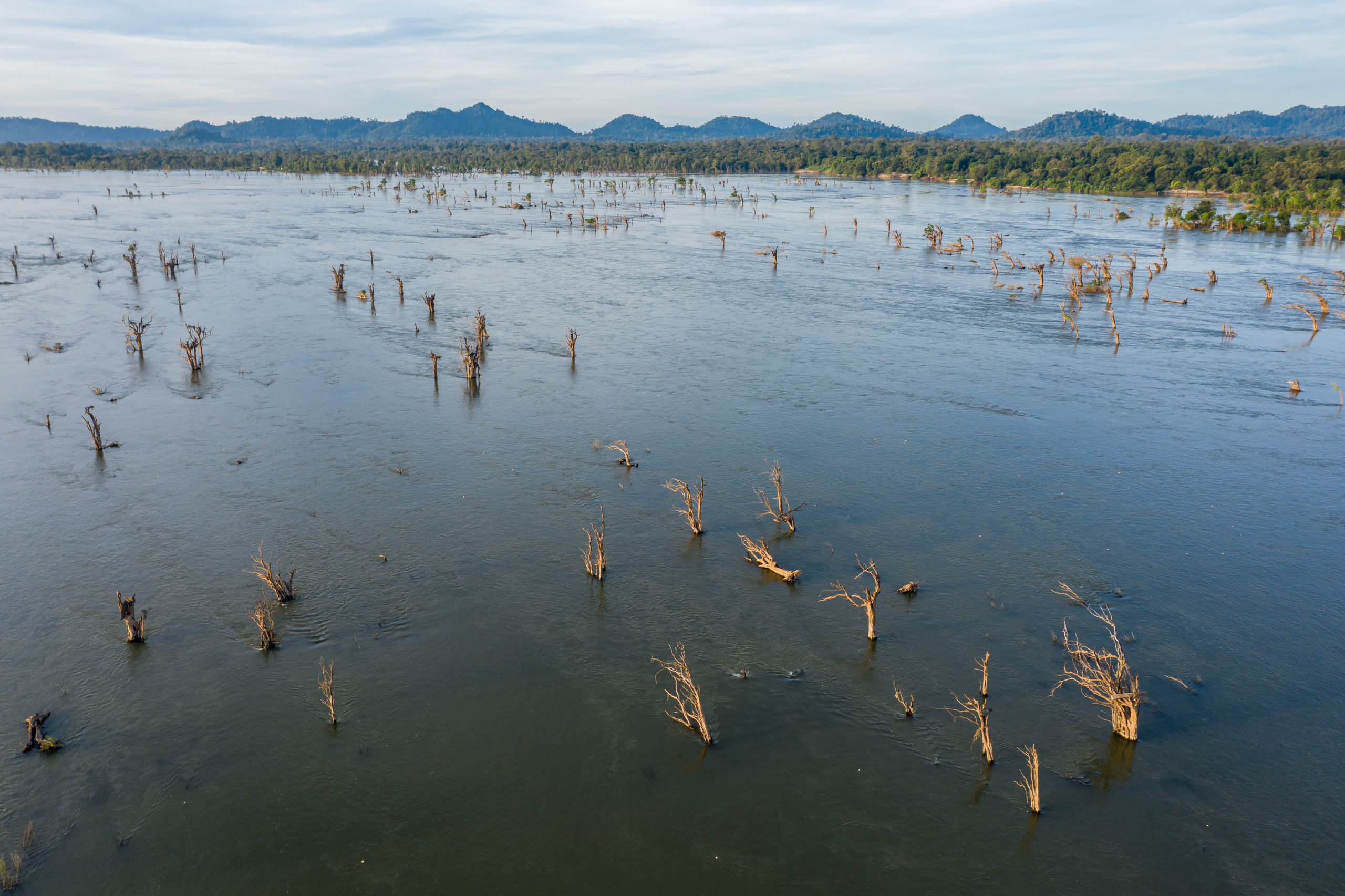 Cambodia flooded forest aerial view of dead trees