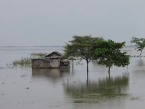 Two trees and a small damaged house stand in floodwater that stretches nearly as far as the eye can see, with a faint riverbank in the background
